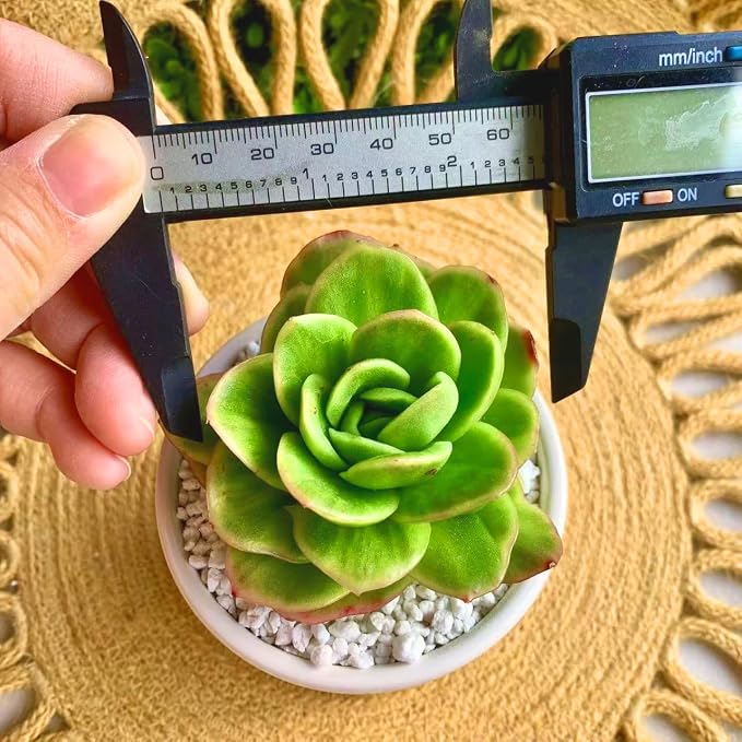 Succulents Plants Live,Echeveria ice Rose Variegated 3.5 inches Green Mini Indoor Plants,Bare Root Without Pot Soil,Live Plants for Gift Party Wedding Garden Baby Shower DIY Decor