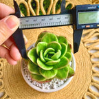 Succulents Plants Live,Echeveria ice Rose Variegated 3.5 inches Green Mini Indoor Plants,Bare Root Without Pot Soil,Live Plants for Gift Party Wedding Garden Baby Shower DIY Decor