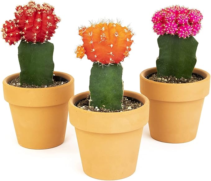 Grafted Cactus Succulent 3PK in 3" Terracotta Pots, Live Succulents & Mini Cacti Plant Gift, Real Houseplants for Home or Office, Easy Care Houseplant Trio by Plants for Pets
