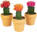 Grafted Cactus Succulent 3PK in 3" Terracotta Pots, Live Succulents & Mini Cacti Plant Gift, Real Houseplants for Home or Office, Easy Care Houseplant Trio by Plants for Pets