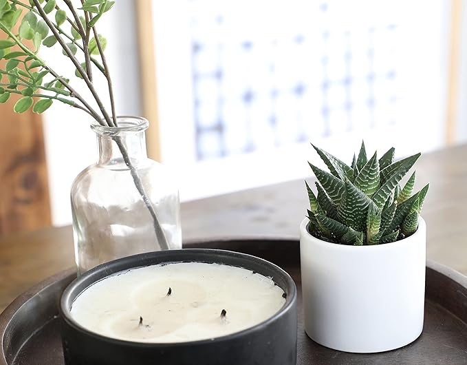 Haworthia Succulent Plant Live in White Planter, Live Succulents Plants Live Plants, Live Indoor Plants Live Houseplants, Low Light House Plants, Succulent Plants Cactus Plants Live by Plants for Pets