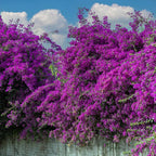 2 Bougainvillea Live Plants, Tropical Bougainvillea Flowering Vine, Fast Growing Outdoor and Container Plant, 4-8'' Tall (Bright Purple)