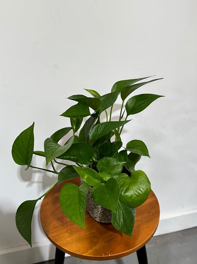PLANTVERS Jade Pothos in a 4" Grow Pot – Epipremnum Aureum - Easy Care Indoor Vining Houseplant - Trailing Indoor Plant - Tropical Low Maintenance Plant - Low Light Indoor Plant