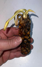 Live Hardy Water Lily Tubers Rhizomes Bulb Seed Nymphaea Aquatic Pond Plants Water Gardens Pre-Grown Flower in White Pink Red Yellow Orange Blue Purple (1, Red Hardy Pond Lily)
