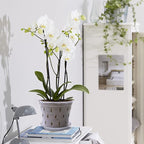 Orchid Pot, 7 Inch 8 Pack Orchid Pots with Holes and Saucers, Clear Plastic Plant Pot Indoor