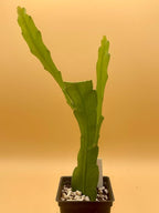 Epiphyllum 'Wild Thing' Fully-Rooted Starter Pot - Orchid Cactus Hybrid - Indoor Outdoor Plant - Central America Origin - No Shipping to California or Arizona