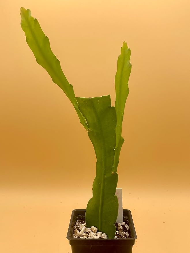 Epiphyllum 'Wild Thing' Fully-Rooted Starter Pot - Orchid Cactus Hybrid - Indoor Outdoor Plant - Central America Origin - No Shipping to California or Arizona