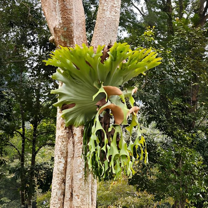 Staghorn Ferns Live Plants, Live Fern Plants Indoor in 4 Inch Pot, Unique Fern for Wall Mounting, Shelves and Indoor Decor