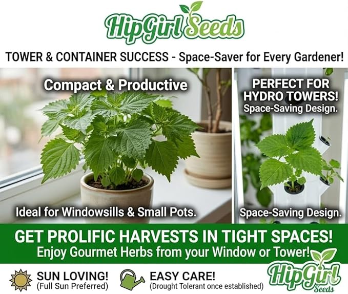 HipGirl Ultimate Triple Shiso Seed Bundle: Green Perilla, Red/Purple Shiso, & Japanese Shiso Seeds 200ct Each | Non-GMO Heirloom Seeds for Authentic Asian Culinary Gardens & Hydroponics