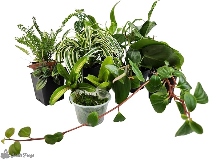 Josh's Frogs Dart Frog Vivarium Bioactive Plant Kits (20 Gallon)