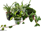 Josh's Frogs Dart Frog Vivarium Bioactive Plant Kits (20 Gallon)