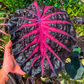 Rare Red Black Colocasia Live Plant, 5 to 8" in Tall, Taro Elephant Ear Alocasia Esculenta Live Plant for Planting, Live Colocasia Houseplant