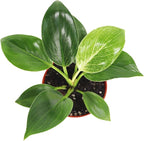 Birkin Philodendron Variegated- 4" from California Tropicals