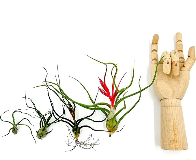 ragnaroc Air Plants - Flowering Tillandsia Bulbosa Belize, Giant 7-9" - 5ct - Live Arrival Guaranteed - House Plants for Home Decor & Gift