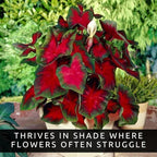 Florida Cardinal Caladium Bulbs for Planting – Perennial Elephant Ear, Fancy Heart-Shaped Leaves, Vibrant Red and Green Foliage for Shade Gardens, Containers, and Indoor Displays (20 Bulbs)