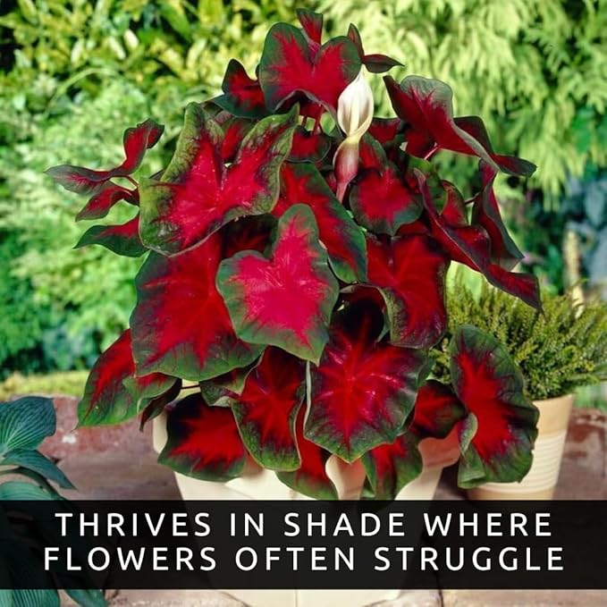 Florida Cardinal Caladium Bulbs for Planting – Perennial Elephant Ear, Fancy Heart-Shaped Leaves, Vibrant Red and Green Foliage for Shade Gardens, Containers, and Indoor Displays (20 Bulbs)