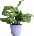 Thorsen's Greenhouse Green Prayer Plant, Live Indoor Plant, Pet Friendly, Uncommon Houseplant, Green Maranta, Easy to Grow, 4" Diameter Pot (Lavender)