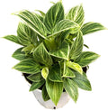 Philodendron Live Plant, Air Purifying, Easy Care, Easy to Grow, Rare Variety, Live Indoor Plant, 4 inch Pot (Philodendron Birkin S)