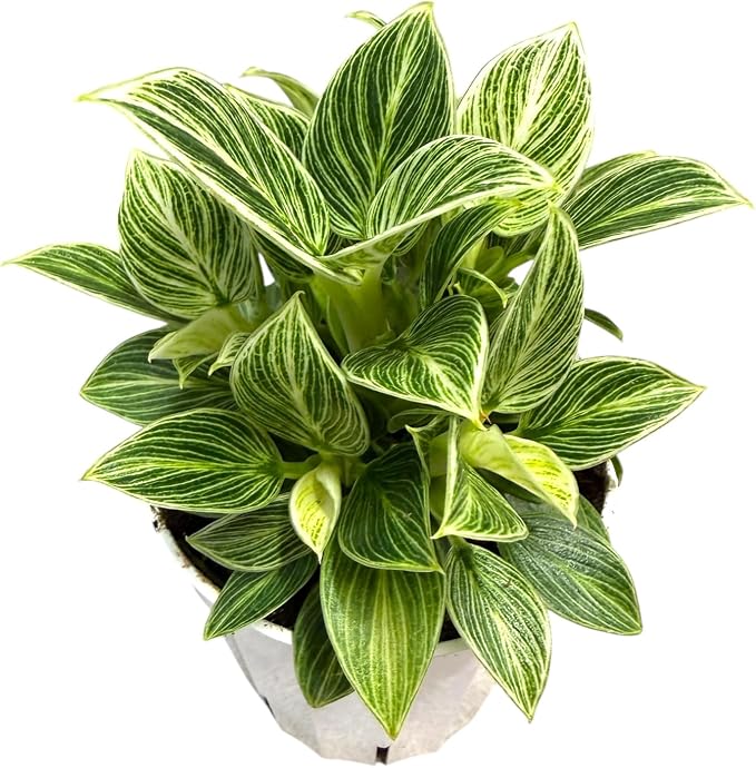Philodendron Live Plant, Air Purifying, Easy Care, Easy to Grow, Rare Variety, Live Indoor Plant, 4 inch Pot (Philodendron Birkin S)