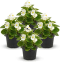 Live Begonia - Green Leaf Ambassador White (4 Per Pack), Beautiful Shade Annual, Ships 8" Tall by 4" Wide in 1 Pt Pot