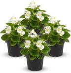 Live Begonia - Green Leaf Ambassador White (4 Per Pack), Beautiful Shade Annual, Ships 8" Tall by 4" Wide in 1 Pt Pot