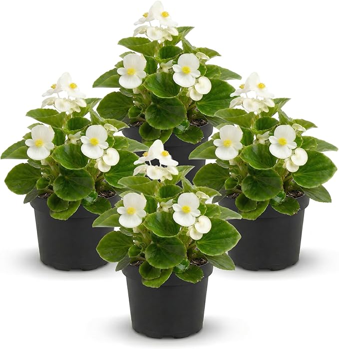 Live Begonia - Green Leaf Ambassador White (4 Per Pack), Beautiful Shade Annual, Ships 8" Tall by 4" Wide in 1 Pt Pot
