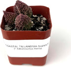 Adromischus Herrei Rare Succulent, Live Plant in 2 Inch Pot, Green Purple Red, Indoor Use