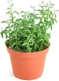 Shop Succulents String of Dolphins Hanging Succulent, Senecio Peregrinus, Fully Rooted Live 4" Succulent Plant, Low Maintenance Indoor Plant, Trailing Succulents, Gift & Garden