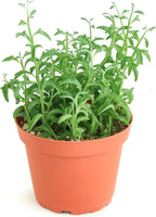 Shop Succulents String of Dolphins Hanging Succulent, Senecio Peregrinus, Fully Rooted Live 4" Succulent Plant, Low Maintenance Indoor Plant, Trailing Succulents, Gift & Garden