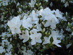 RedCrocus Girard's Pleasant White Azalea- Evergreen Shrub for Borders & Containers, Fragrant Spring Blooms, Deer-Resistant, Pet Safe, Well-Drained Acidic Soil, Compact & Shade Tolerant 3 G