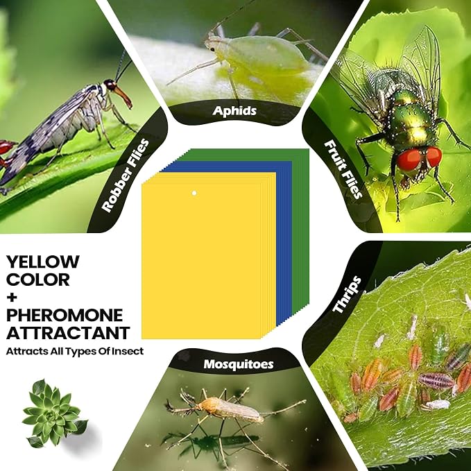 Qualirey 100 Pcs 6 x 8 Inch Sticky Traps for Plant Double Sided Sticky Trap for Gnats with Twist Ties Fly Traps for Fruit Insect Fungus Bugs Indoor Outdoor (Yellow,Blue,Green)
