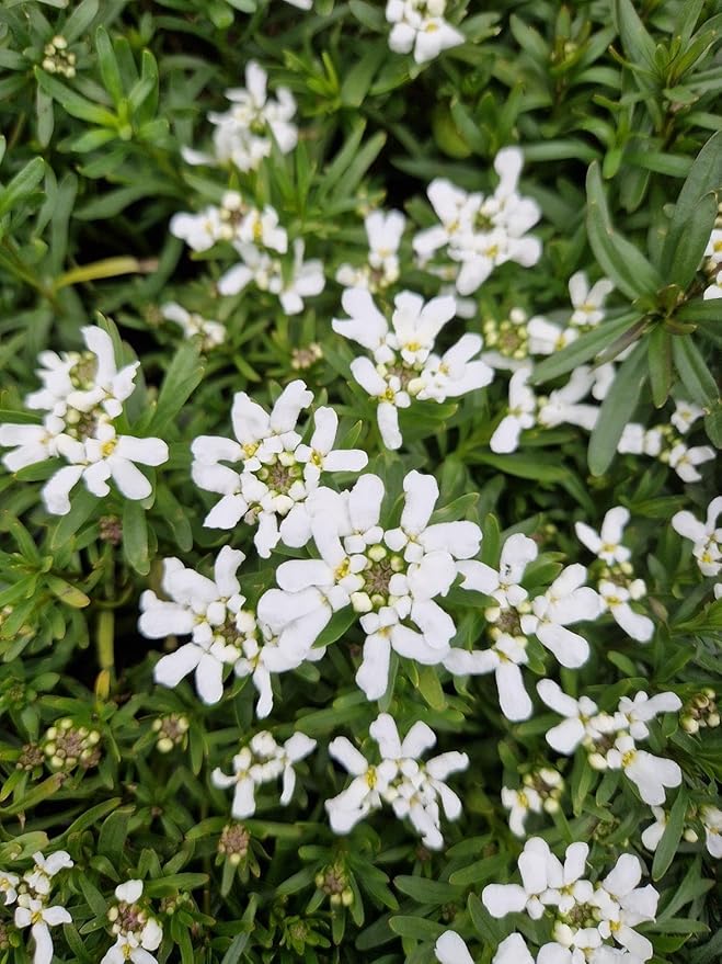 RedCrocus White Out Candytuft Iberis sempervirens- Evergreen Ground Cover, White Flower Clusters, Attracts Pollinators, Container & Garden Use, Pet Safe 2 Gallon