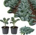 Set of 2 Live Blue Kale Plants, Edible Kale Vegetable Plant, 4 Inch Pot, for Planting