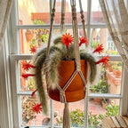 Rare Monkey Tail Cactus Live Plant – 7-9 Inch Succulent for Indoor & Outdoor, Unique Trailing Live Succulent, Ideal Gift for Plant Lovers