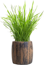 Cat Grass for Indoor Cats Kit – Best Value Organic Seed & Soil for 4 Plantings, Includes Cat Toy Gift & Hairball Remedy (Wicker Brown)