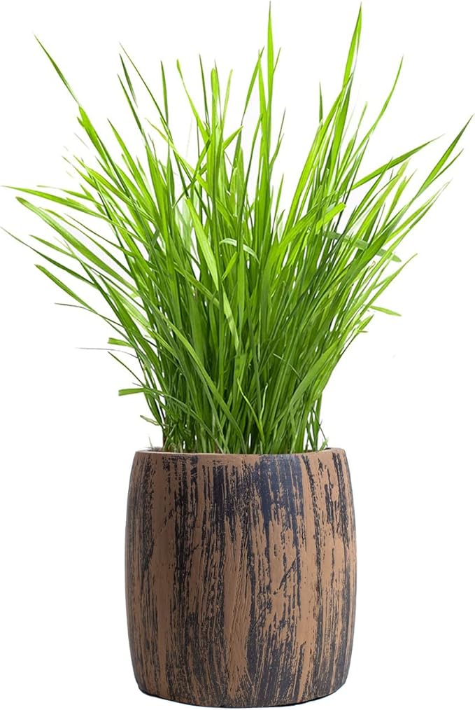 Cat Grass for Indoor Cats Kit – Best Value Organic Seed & Soil for 4 Plantings, Includes Cat Toy Gift & Hairball Remedy (Wicker Brown)