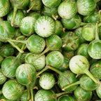 Golden Mountain Thai Light Green Round Medium Eggplant Seeds