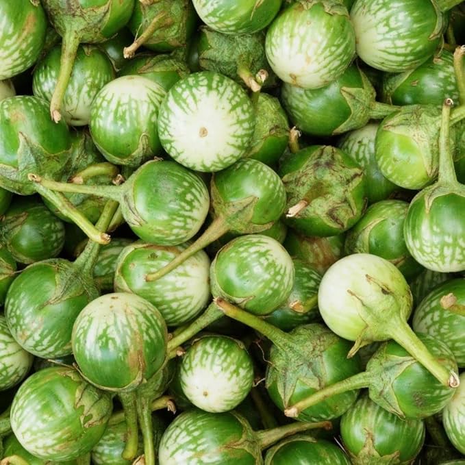 Golden Mountain Thai Light Green Round Medium Eggplant Seeds