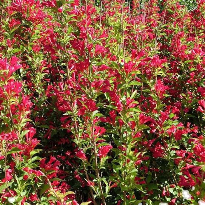 Red Weigela Live Plant, Spring Blooming Shrub in 4” Pot, Hardy Perennial Flowering Bush for Garden Borders, Cold Hardy, Dormant in Winter