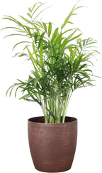 Thorsen's Greenhouse Parlor Palm Plant, Live Indoor Plant, Neanthe Bella Palm, Natural Air Purifier, Easy to Grow, Pet Safe Plant, 4-inch Diameter Pot (Copper)