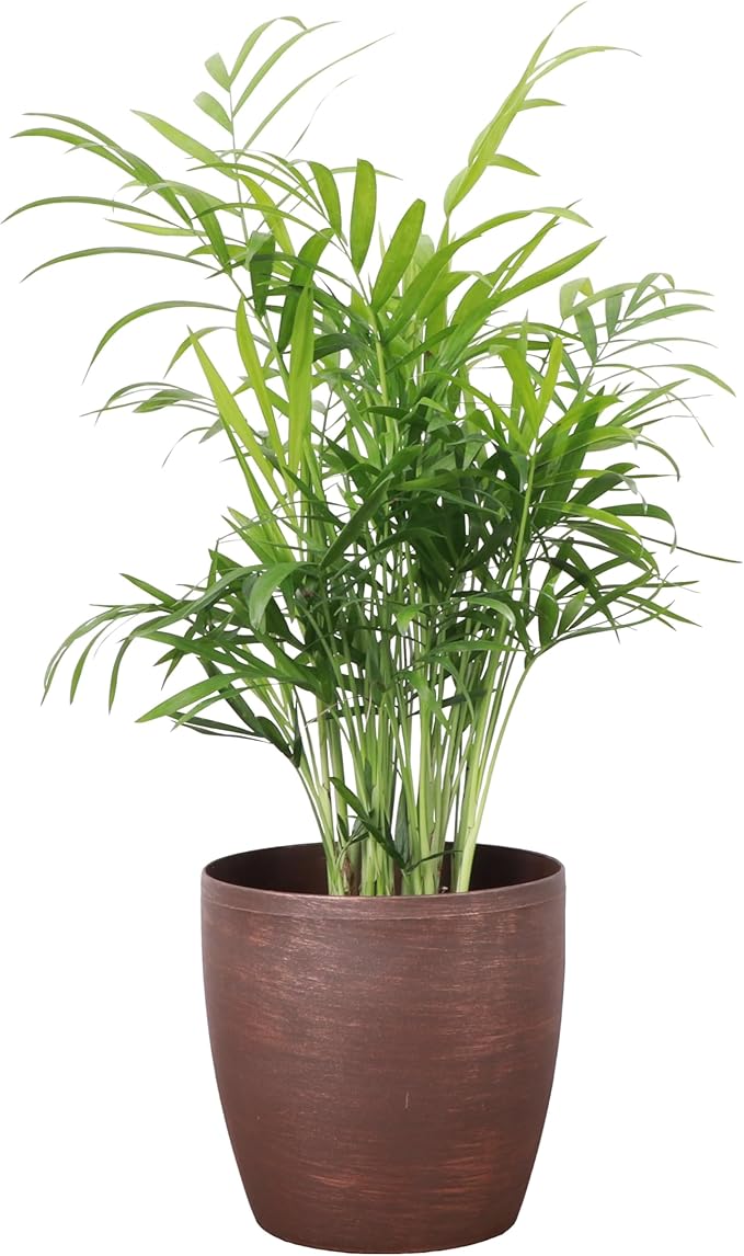 Thorsen's Greenhouse Parlor Palm Plant, Live Indoor Plant, Neanthe Bella Palm, Natural Air Purifier, Easy to Grow, Pet Safe Plant, 4-inch Diameter Pot (Copper)