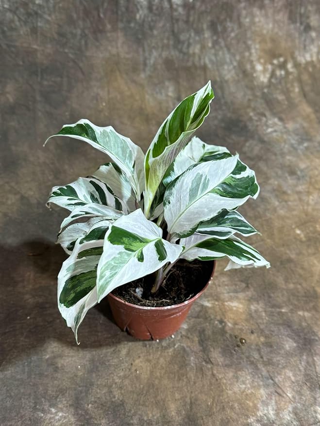 PLANTVERS Live Calathea Plant – Low-Maintenance Indoor Houseplant | Low-Light & Easy-Care Pet-Friendly Plant | Air-Purifying Tropical Houseplant (Calathea White Fusion, 4" Nursery Pot)