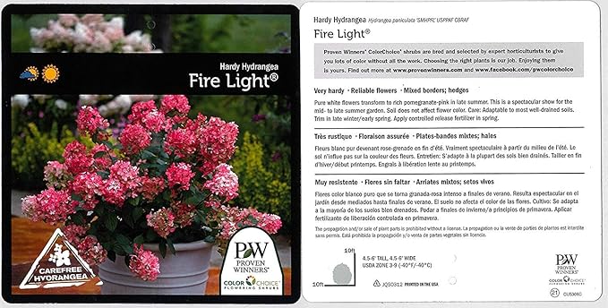 Proven Winners - Hydrangea pan. Fire Light (Panicle Hydrangea) Shrub, white & red flowers, #3 - Size Container