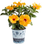 Costa Farms Live Tropical Hibiscus Plant with Yellow Flowers, 1-Gallon Grower Pot, 16-Inches Tall, Real Flowering Outdoor Plant for Patio, Deck, or Garden Decor, Natural Air Purifier