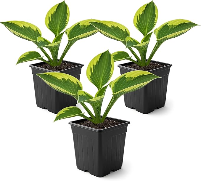 Live Perennial Hosta - Yellow Polka Dot Bikini (3 Plants Per Pack) Beautiful Accent Plant, 10" Tall by 4" Wide in 1 Qt Pot