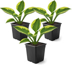 Live Perennial Hosta - Yellow Polka Dot Bikini (3 Plants Per Pack) Beautiful Accent Plant, 10" Tall by 4" Wide in 1 Qt Pot