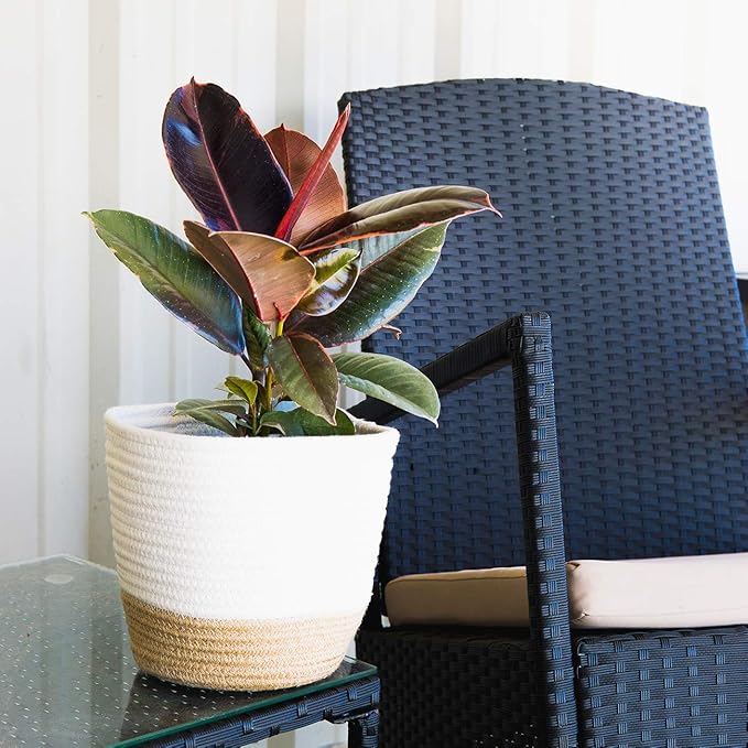 Perfect Plants Variegated Rubber Plant | Ficus Elastica 'Ruby' | Live Indoor Houseplant | Unique Home Décor, 6in. Grower's Pot
