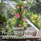 Dipladenia Plant Trellis - Live Tropical Flower Plant - Pretty Pink - Overall Height 36" - Tropical Plants of Florida
