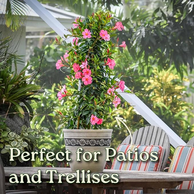Dipladenia Plant Trellis - Live Tropical Flower Plant - Pretty Pink - Overall Height 36" - Tropical Plants of Florida