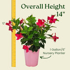 Pink Dipladenia Bush Live Plant - Tropical Plants of Florida - 14 inch Overall Height - 6 inch Planter Pot (1 Gallon) (Plant Only)